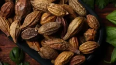 Dünyanın En Zengin C Vitamini Kaynaklarından Biri: Kakadu Eriği Nedir?