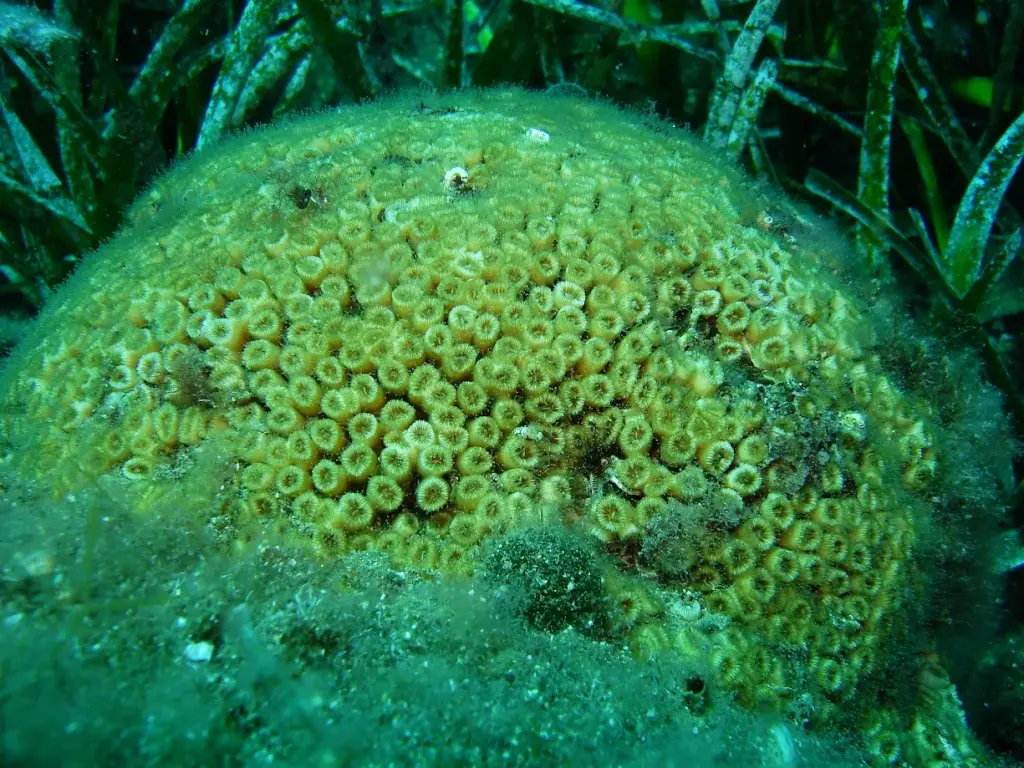 Mercan - 4