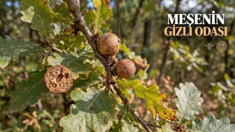 Meşe Mazısı hakkında merak edilenler: nedir?