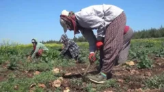 Merak edilen isim Mevsimlik Tarım İşçiliği Kurulu: ne iş yapıyor, nedir?