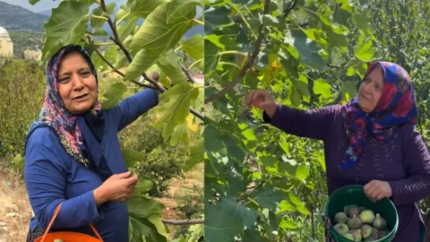 Merak edilen isim Mısın Yok Musun Naciye Şahin: kimdir, kaç yaşında ve nereli?