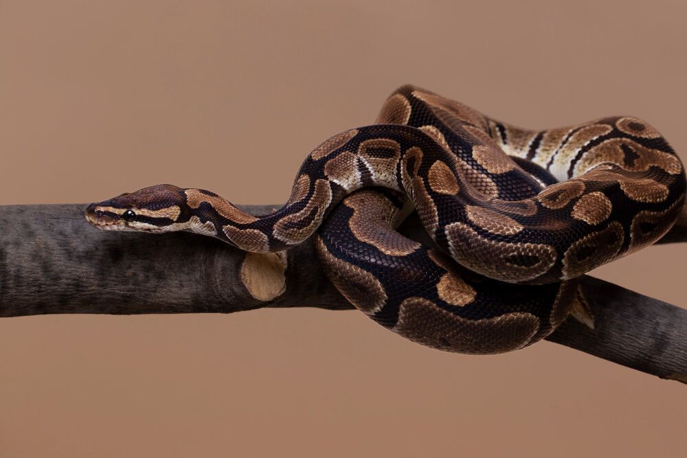 Rüyada Yılan Görmek - 3
