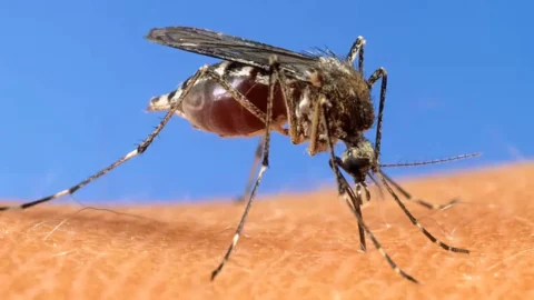 Şamonda virüsü nedir, nasıl bulaşır? İlk insan vakası nasıl görüldü, ölüm riski var mı, belirtileri neler?