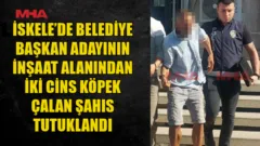 SERMET NERELİ’NİN İNŞAAT ALANINDAN İKİ CİNS KÖPEK ÇALINDI